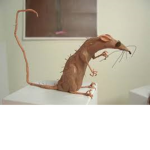 Rat Vibe Train