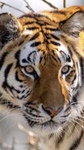 TIGGERS TIGER TIDE