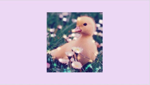 🐤The Duckie squad Home!🐤
