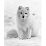 The snowy clan