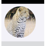 Leopard are the best