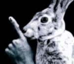 shushingbunnies