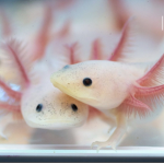 We Love Axolotls :D