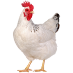 chickenlover10543212