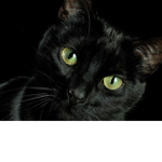 Black cat love