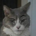 Forsaken [Public Testing]