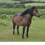 Pony and poop fan club