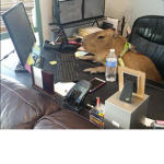 AL CAPYBARA FAMILY
