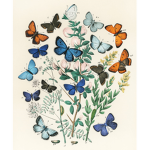Flying Butterfly's!