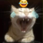 Toast's gourp