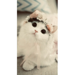 COZY CREAM