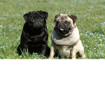 *+-._ Pug V!bes_.-+*