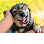 dog fans! :]