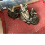 Ocelotka the cat’s group