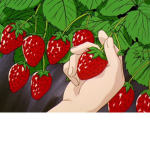 Berrie Bubble
