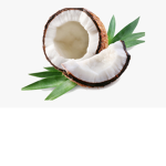 ~coconut_squad~
