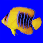 Epic Fishes
