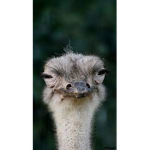 Ostrich weirds