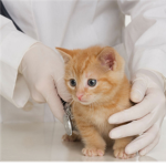 Pets are adorable