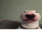 Walter the Dog Cult