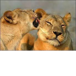 Cuelty Haters for animals!