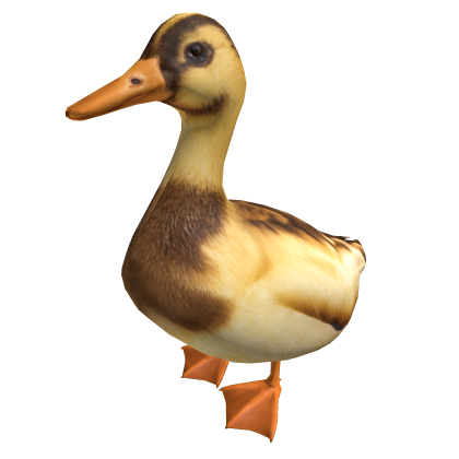 Duckling Baby Duck  Walking Behind You (Animal)