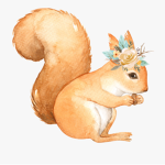 Aesthetic Squirrelies