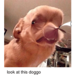 /Dank memeS\