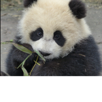 Love for pandas