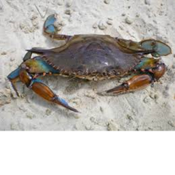 crab land