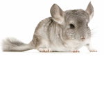 Prince of Chinchillas