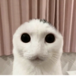 Cats stuff