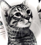 Cat Beanz