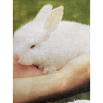 Forever Bunny Fans