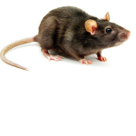 the rat friend group