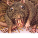 Rat royalty