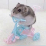 hamster_ARMY