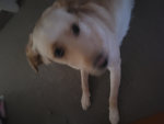 COOL Dogs WAR