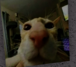 Los Catetos
