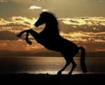 ~*Wollow Stables*~