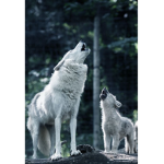 Humble wolf squad