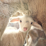 God's sheep
