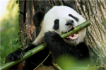 BambooPanda:D