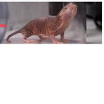 The ratcat gang