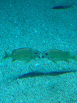 fishly cult