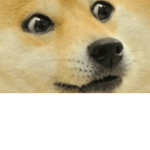 TeamDogeForLife