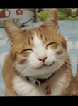 Hey cute cats