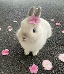 bunna & friends