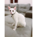 Ttv clane