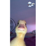 The Cool Ducky's